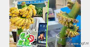 China: Bananen telen op kantoor tegen stress