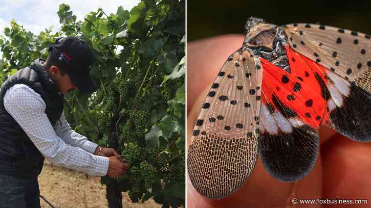 California winegrowers on edge over pest that could 'devastate' lucrative industry