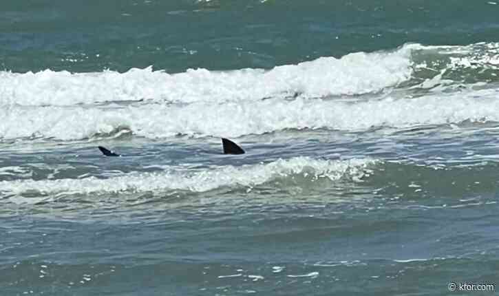Two bitten in shark attacks at Texas' South Padre Island