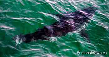 Possible shark sighting at Nova Scotia beach prompts lifeguard to alert swimmers