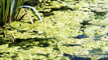 Grüner Teich? So werden Sie Algen los und schaffen ein gesundes Biotop