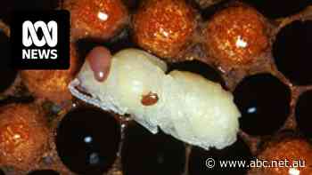 Varroa destructor mites have infested honey bee hives across NSW. No state wants to be next