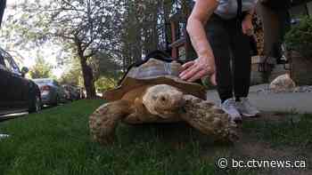 Giant tortoise walking along B.C. sidewalks inspires tourist from Australia