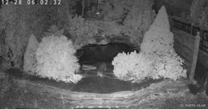 Otter caught on CCTV breaking into garden centre and eating £10,000 of koi carp