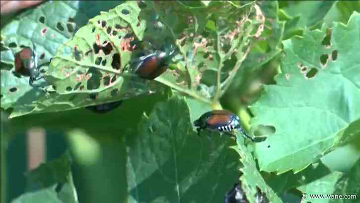 Powdery mildew, Japanese beetles and grubs start to appear: what to do?