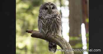 Feds Want Migratory Bird Treaty Exemption to Call in and Eradicate American Owls