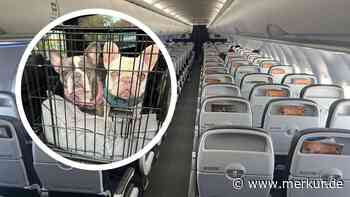 Bulldog Frank stirbt Hitzetod im Urlaubsflieger – Paar macht Airline schwere Vorwürfe