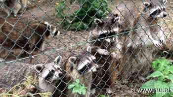 Friesland zoekt niet langer naar eerder uit dierentuin ontsnapte wasberen