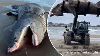 Riesenhai tot an Strand angespült – Traktor muss sieben Meter langen Kadaver beseitigen