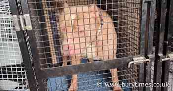 Police raid Worsley farm over XL Bully dog suspicions