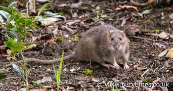 Expert shares 5p test you can do to keep rats and mice away