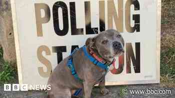 Bristol in pictures: Polling day pooches and Euros