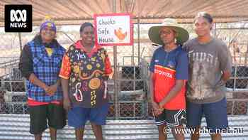 Outback town brings in chickens as egg shortage hits NT