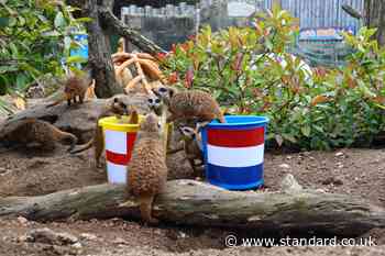 ‘Mystic meerkats’ predict England victory against Netherlands in Euros