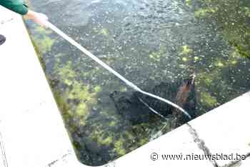 Reekalf uit leeg zwembad gehaald in Neeroeteren