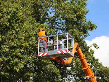 Straßensperrungen: Tote Bäume müssen gefällt werden