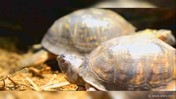 BREC puts fence up to keep turtles from walking onto Stanford Avenue