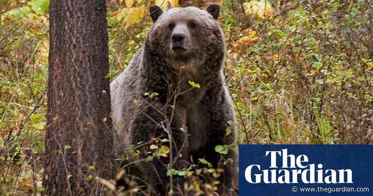 Canada: grizzly bear hunting quietly reinstated in Alberta