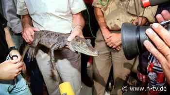Krokodil-Suche vor 30 Jahren: Als Kaiman Sammy zur Bestie vom Baggersee wird