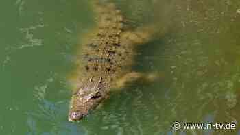 Reptilien-Jagd in Australien: Ranger töten Krokodil, das Kind getötet hatte