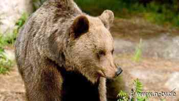 Retter bergen die Leiche: Bär tötet 19-jährige Touristin in Rumänien
