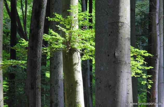 Waldbegehung für ein starkes Waldgesetz - Bergwaldprojekt e.V. und MdB Niklas Wagener (Bündnis 90/ DIE GRÜNEN) im Informationsaustausch im Stadtwald von Rothenfels