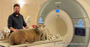 Franse primeur: schapen Ted en Tony ondergaan vrijwillig een hersenscan zonder verdoving