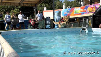 "Splash Dog" a Zoomarine