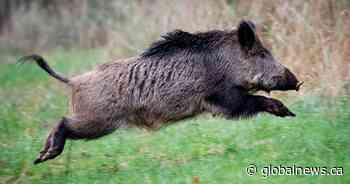 Saskatchewan puts moratorium on wild boar farms, toughens regulations