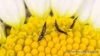 Gewittertierchen: Können die winzigen Insekten wirklich Unwetter vorhersagen?