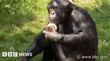 Injured chimpanzee returns to enclosure after fatal zoo fight