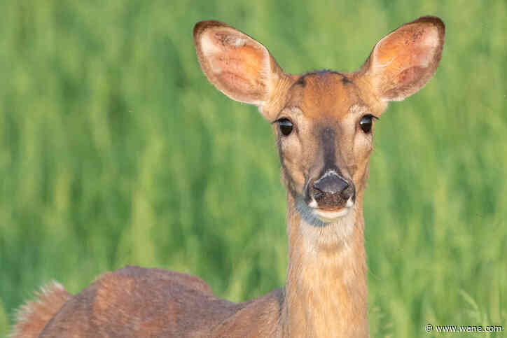 Find an orphan deer? Leave it alone, DNR says