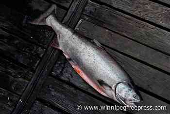 Some Alaskan salmon fisheries lose Ocean Wise label amid concern for B.C.-bound stock