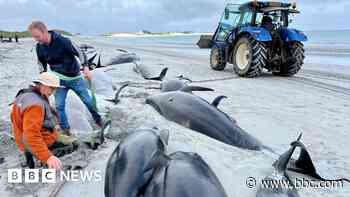 Major operation to find cause of mass whale pod stranding