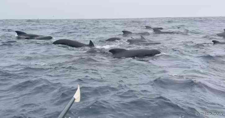 More than 1,000 whales escort man rowing solo across the Atlantic