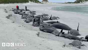 Whales were healthy before Orkney stranding - expert