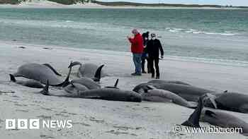 Whales to be buried on island after archaeology tests