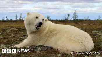 New tech aims to keep polar bears and people apart