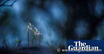 Winning images of the 2024 BigPicture natural world photography competition