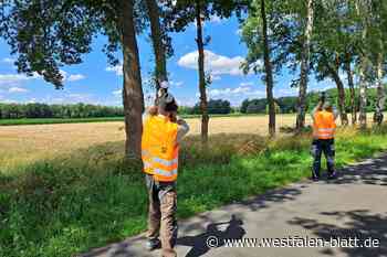 Forscher bekämpfen Falter mit Paintball-Pheromonen