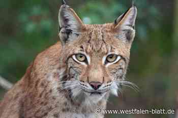 „Luchs-Monitoring“: Fotofallen sollen Tierbestand im Solling klären