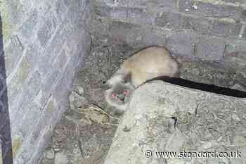 Cat trapped in St Paul’s Cathedral basement rescued by RSPCA