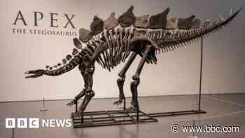 Dinosaur skeleton fetches record $44.6m at auction