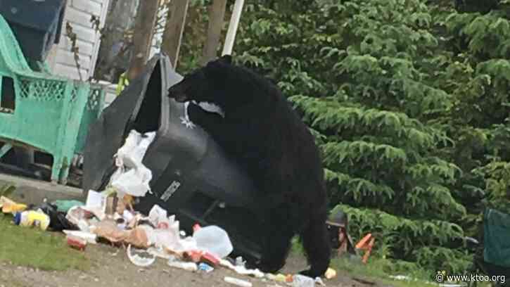 Two black bears euthanized in downtown Juneau