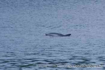 Stichting SOS Dolfijn: Waar is de in Noordzeekanaal gespotte dolfijn gebleven?