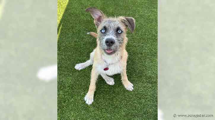 Husky-terrier mix Ola could be the perfect pup for you