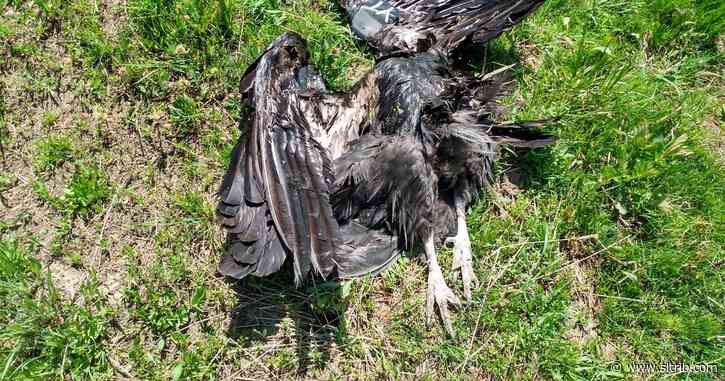 With 2 Utah endangered condors killed, investigators seek help from the public