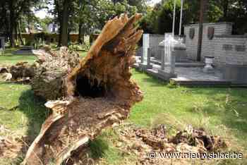 Grote boomstam omgevallen op begraafplaats: “Bijzonder slecht jaar voor wilgen”