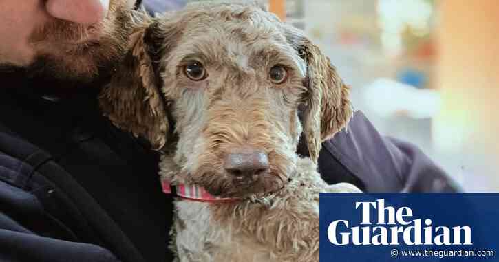 Hundreds of labradoodles in urgent need of homes after RSPCA Tasmania shuts down puppy breeder