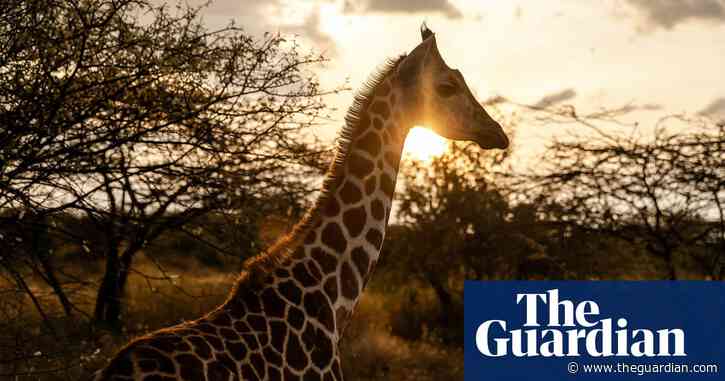 Giraffe relocation in Kenya – in pictures